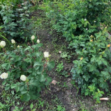 Jak množit zahradní růži - metody šlechtění rostlin